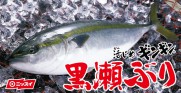 原條冰鮮油甘魚(不包切，九州鹿兒島)